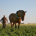 Astravai, Kupiškio r., 2008