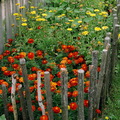 Dubininkas, 2007