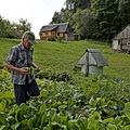 Dainavėlė