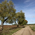 Jurgelionys
