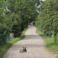 Vaikšteniai
