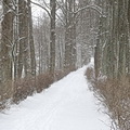 Varnikai